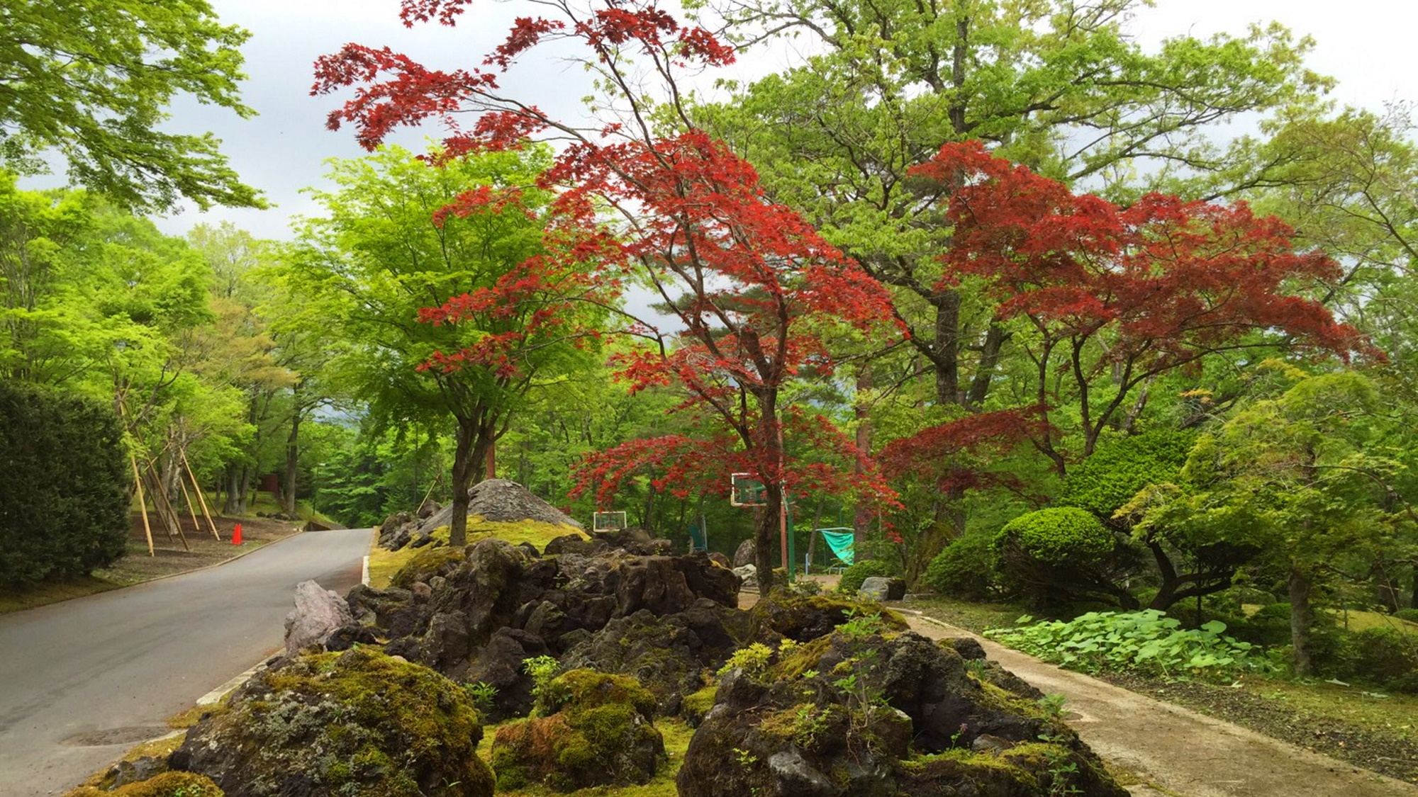 富士山溶岩枯景