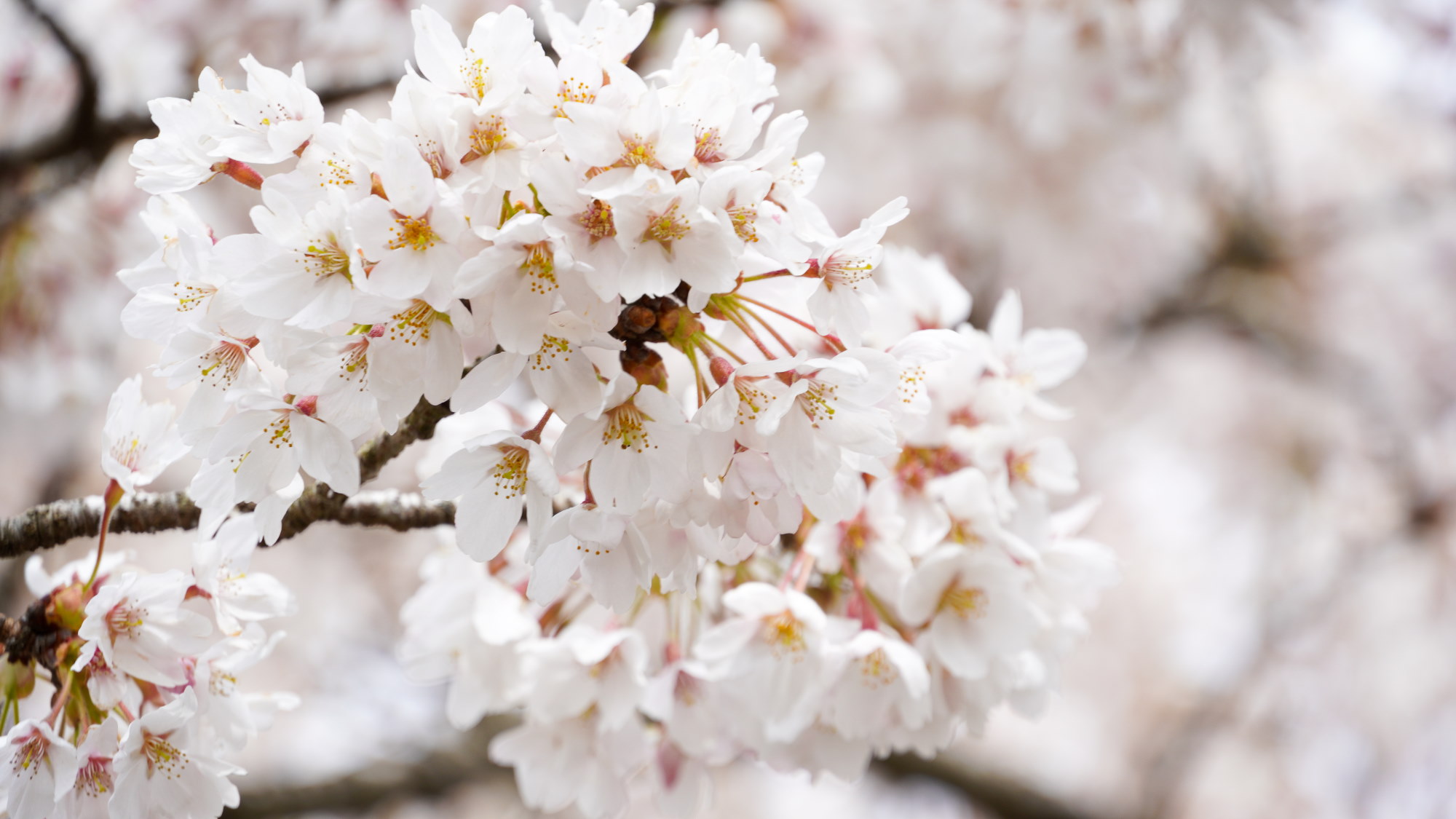 「日本さくら名所100選」に選定されている冨士霊園は当館より車で10分。