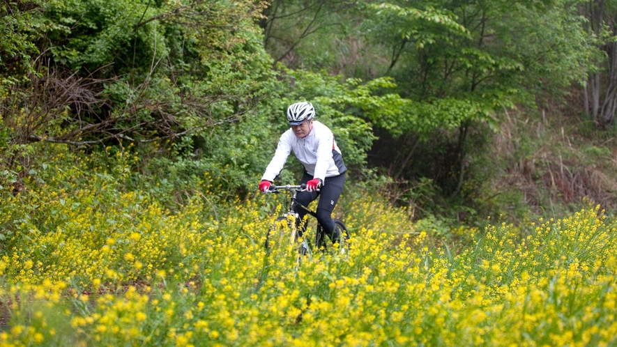 *[ロードバイク]春は菜の花畑の中を自転車でお散歩