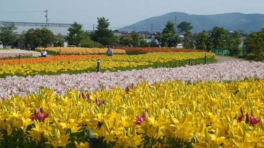 【ゆりの里公園】6月にはたくさんのゆりの花が咲き誇ります。