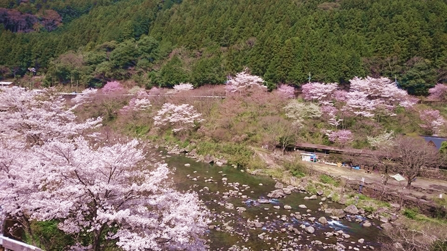*【春】宴会場からのサクラ風景