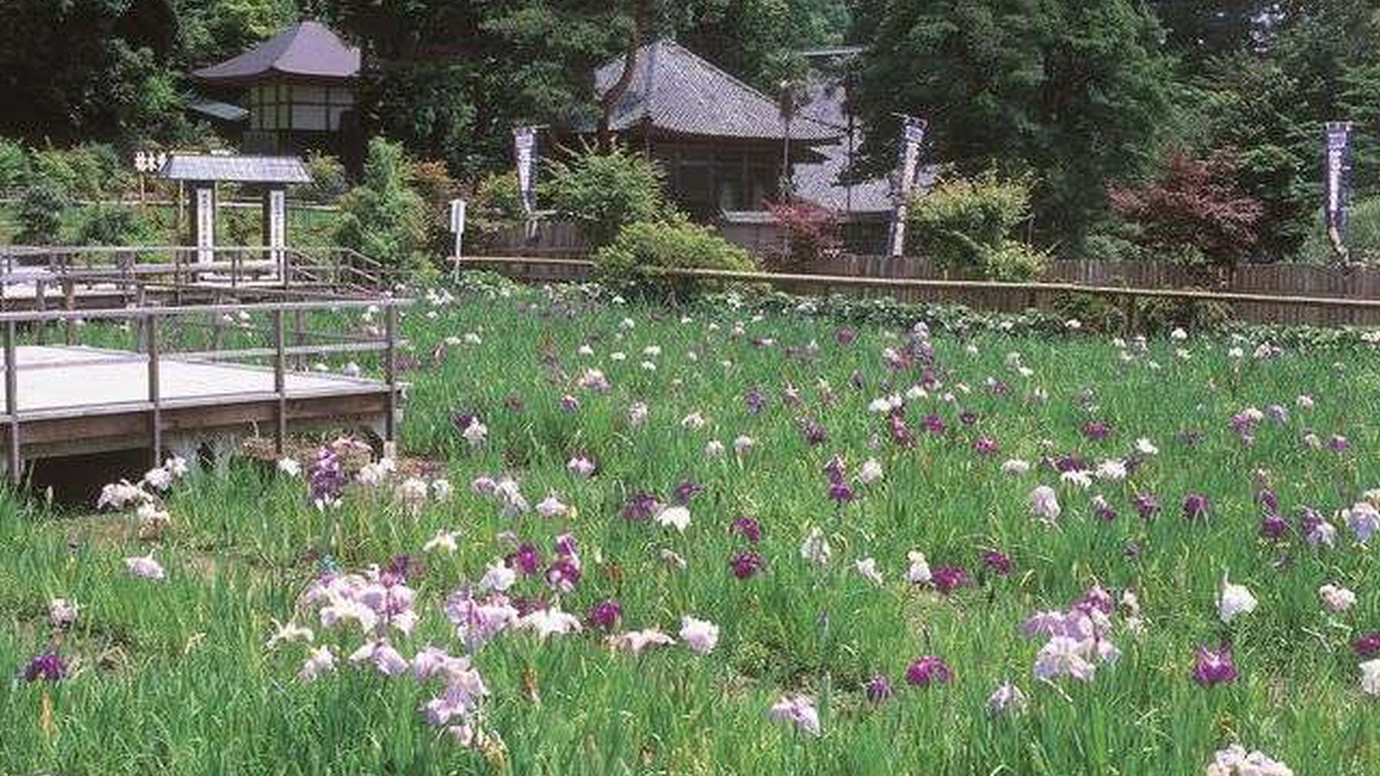 【大安寺】※境内西側には花しょうぶ園があり、初夏には美しく咲き誇ります♪