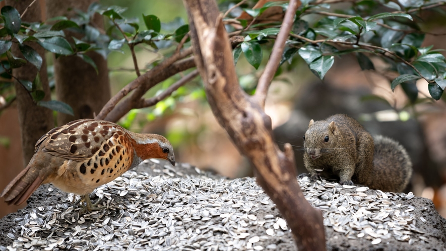 【野鳥とリス】おなかの空いた小動物たちが集まって物語の世界のよう。