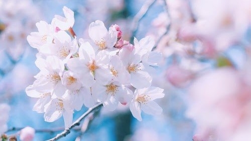 【お花見満喫プラン♪】梅から桜へ〜湯河原から伊豆へ春を感じに【オールインクルーシブで飲み放題】