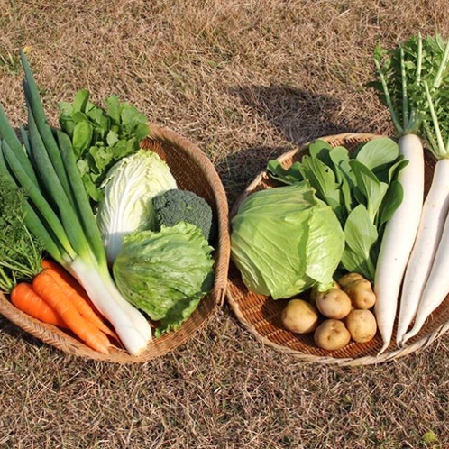【野菜】出来る限り島内で育った、農薬や化学肥料を使わない自然農法の野菜を仕入れております。