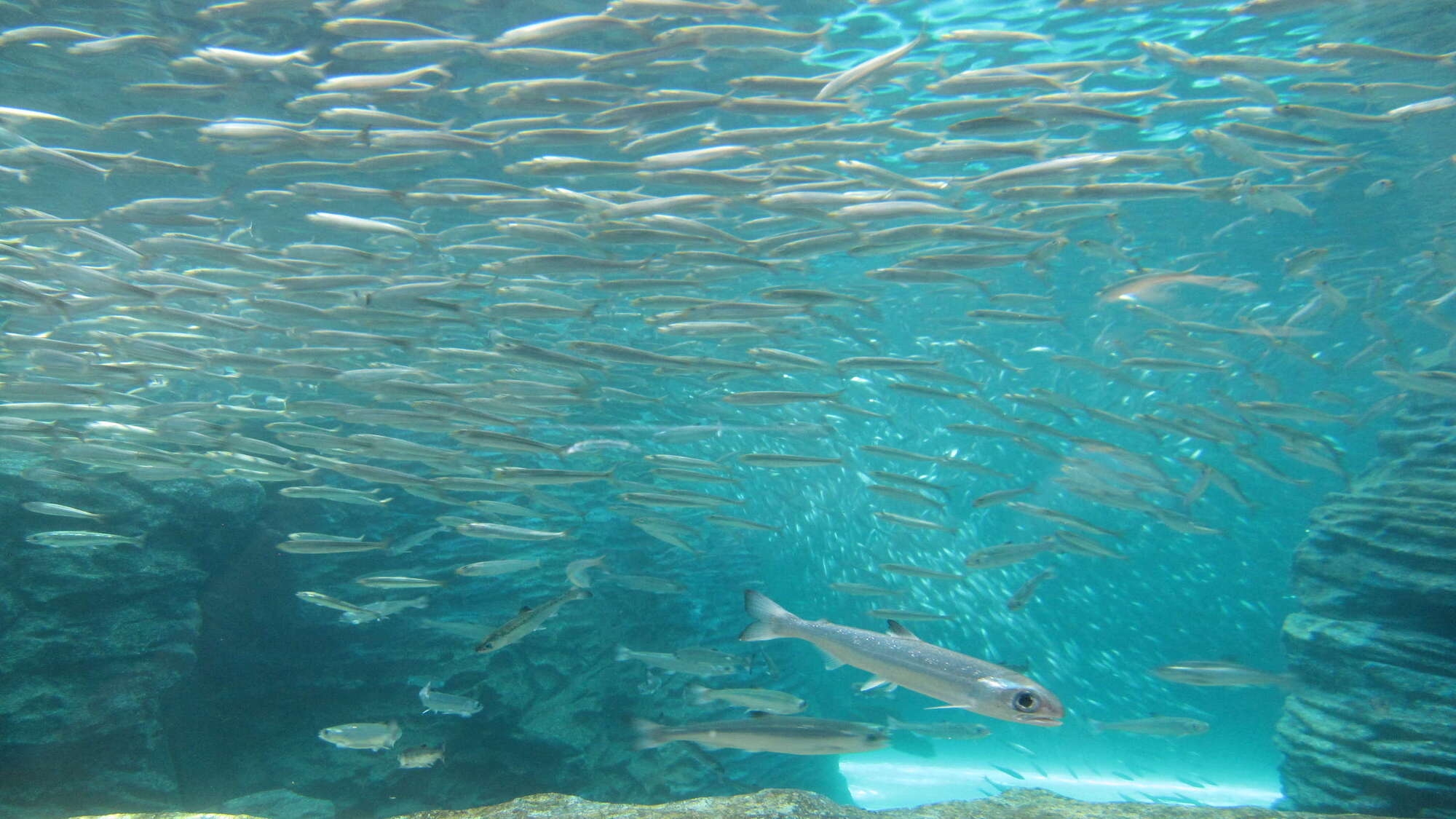 【上越市立水族博物館 うみがたり】チケット付きプラン！当館より車で約40分-2食付プラン-
