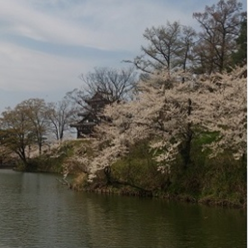 高田公園　桜