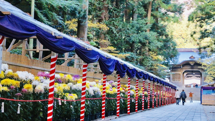 【秋の味覚・菊まつり会席】松茸×のどぐろ×鰤×ずわい蟹×新潟和牛など新潟秋味覚満載！（夕朝食付）