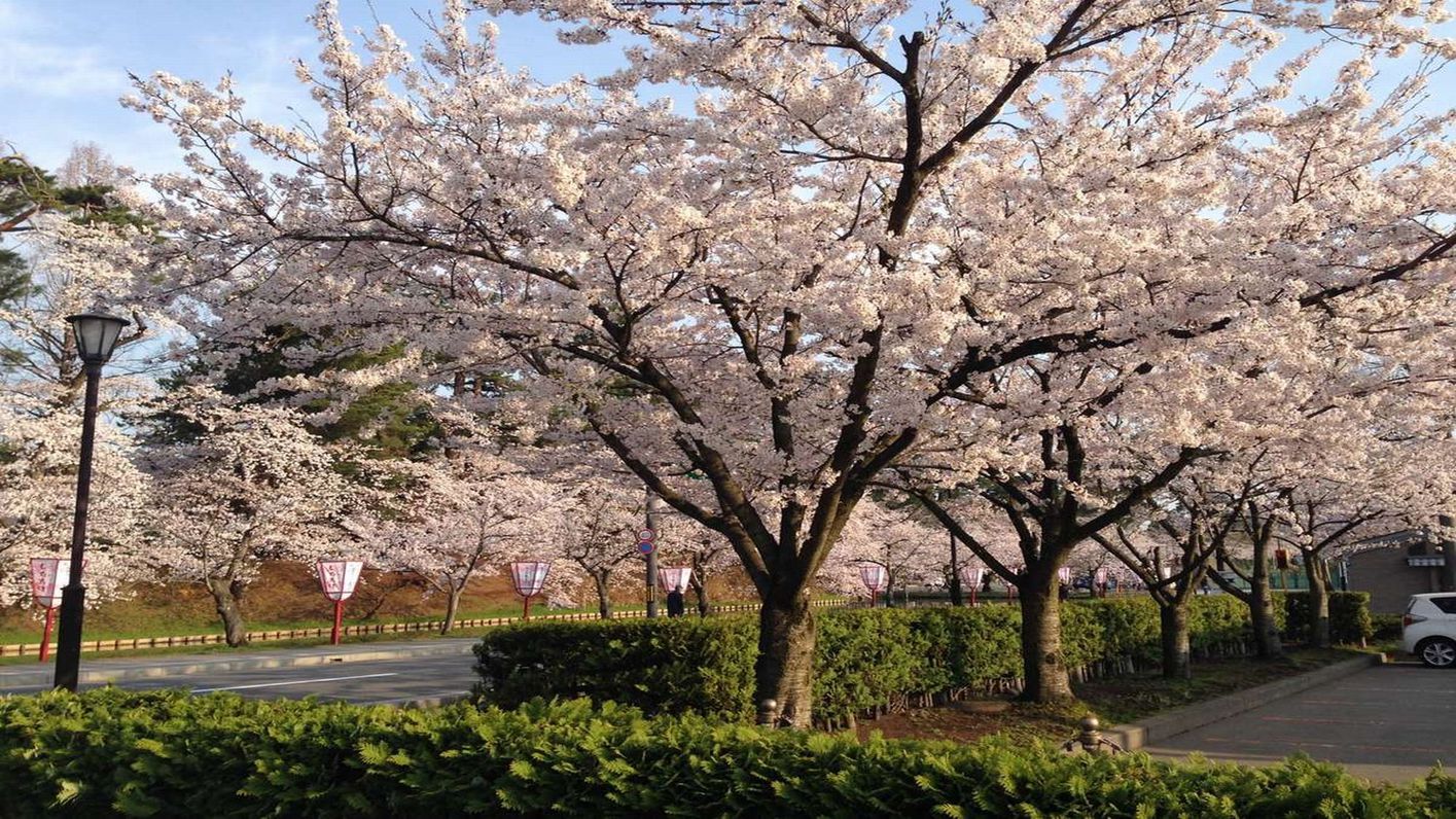 【事前決済限定】弘前公園の桜を見に行こう♪弘前さくらまつりプラン／朝食付【60日前から返金不可】