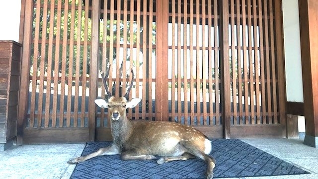 【素泊まり】-鹿さんたちがお出迎え-無料貸切風呂で癒しの気ままフリー旅/チェックイン21時OK☆
