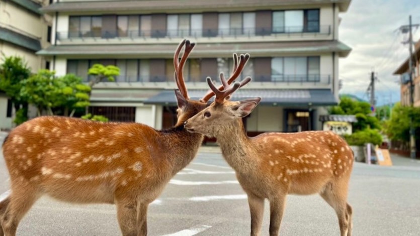 【楽天月末セール】旬の和会席と五重塔を望む貸切風呂/猿沢池のほとりで過ごす奈良癒し旅/２食付