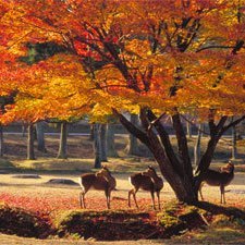紅葉の奈良公園と鹿