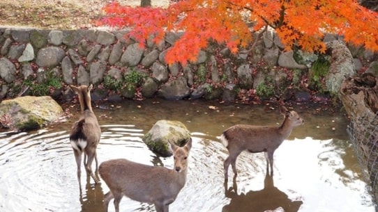 鹿さんと紅葉