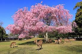 桜　奈良公園　