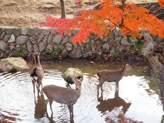 鹿と紅葉