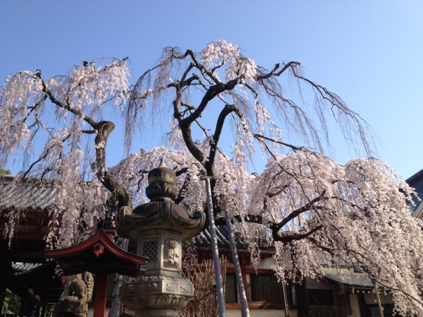 氷室神社のしだれ桜