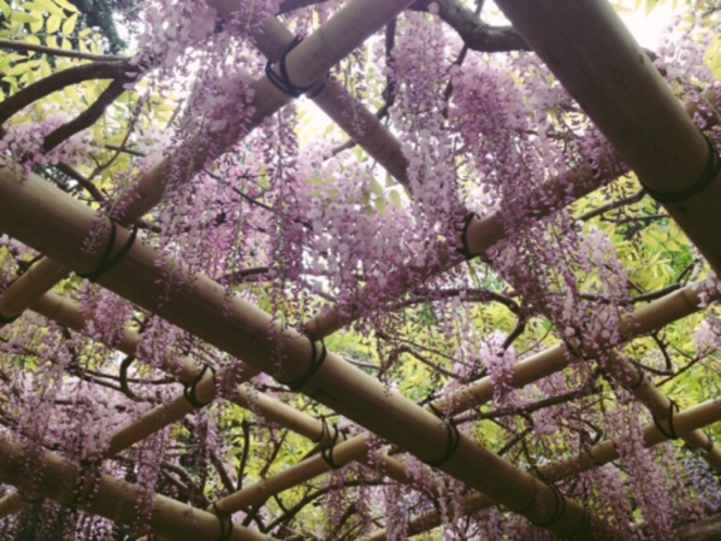 萬葉植物園　藤の花