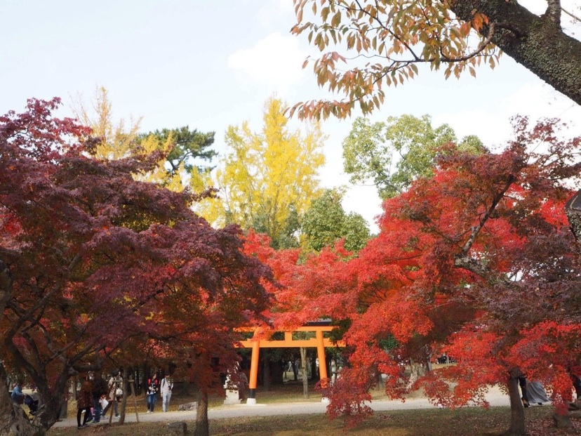奈良公園の紅葉