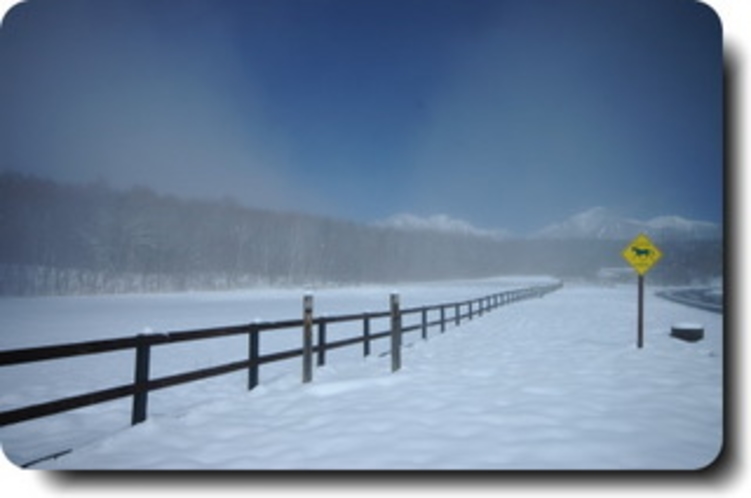 雪が舞う谷口牧場