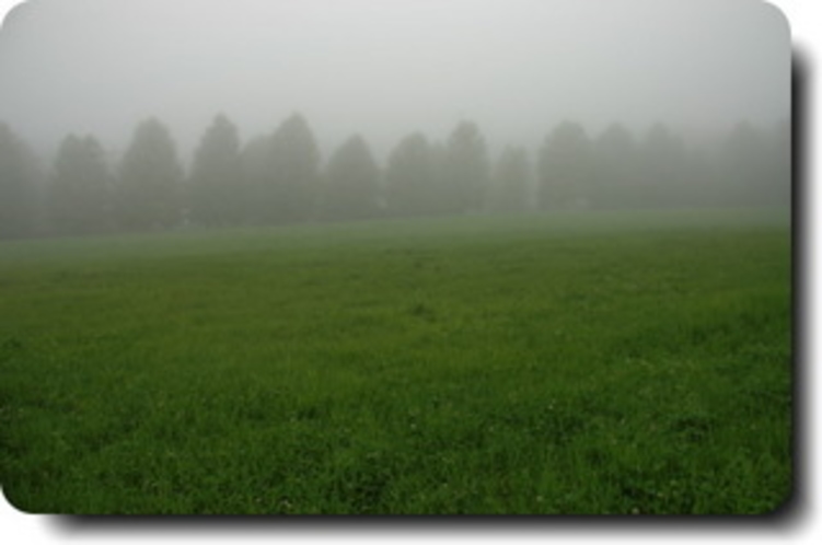 霧の中のユリノキ並木