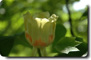 ユリノキの花