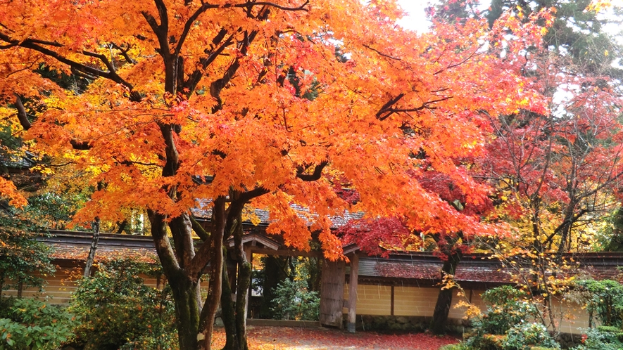 ☆谷汲山華厳寺の目の前の当館!!紅葉が美しいです