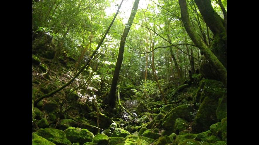 *白谷雲水峡