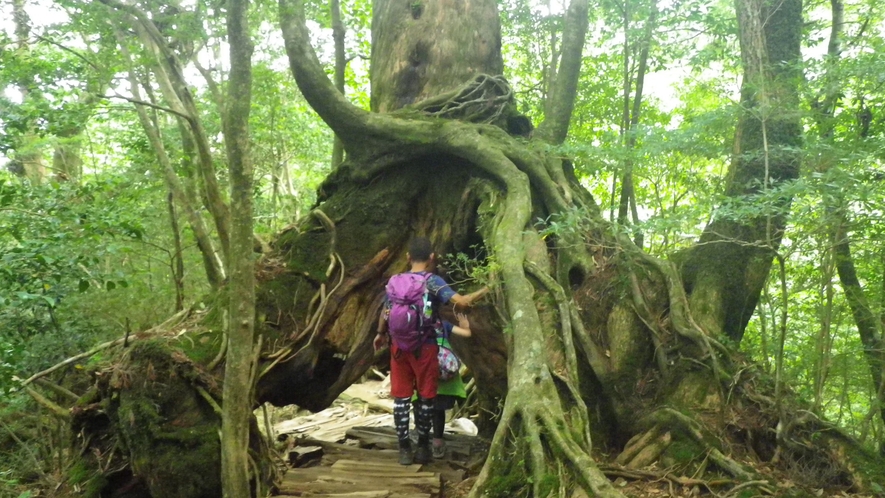 *屋久杉への登山道