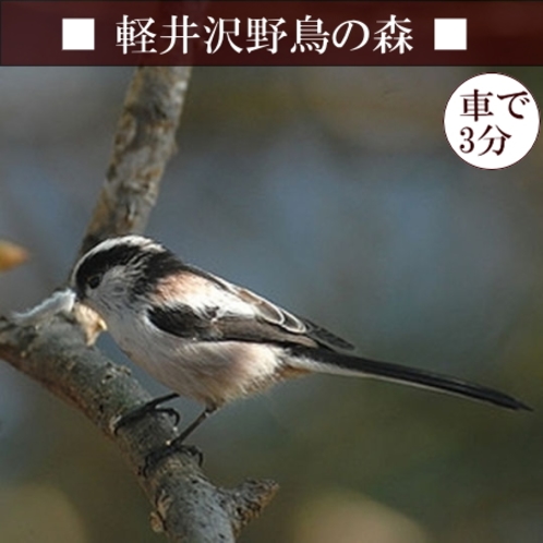 【軽井沢野鳥の森】ドーミーから車で約3分。冬は野鳥観察にぴったり♪（写真はエナガ）