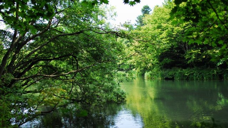 【雲場池】旧軽井沢の近くにある雲場池。池周辺の木々が水面に映ってとってもきれいです！（車で約10分）