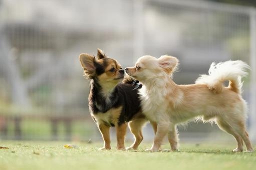 【小型犬同伴専用】ワンちゃん同伴素泊まりプラン（同意書必須）Wi-Fi・ビデオ・駐車場無料