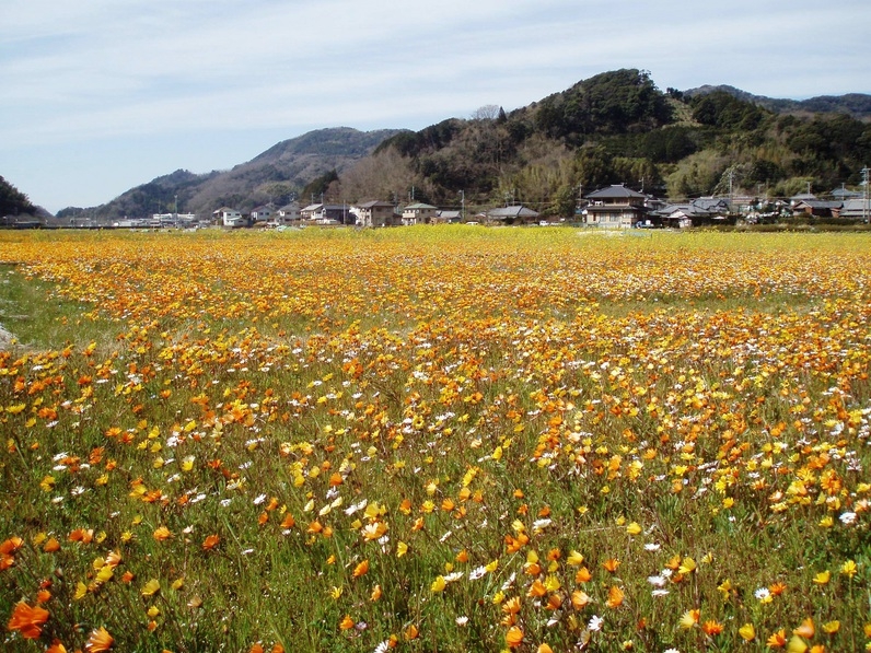 松崎町　田んぼをつかった花畑　１泊２食付き飲み放題プラン