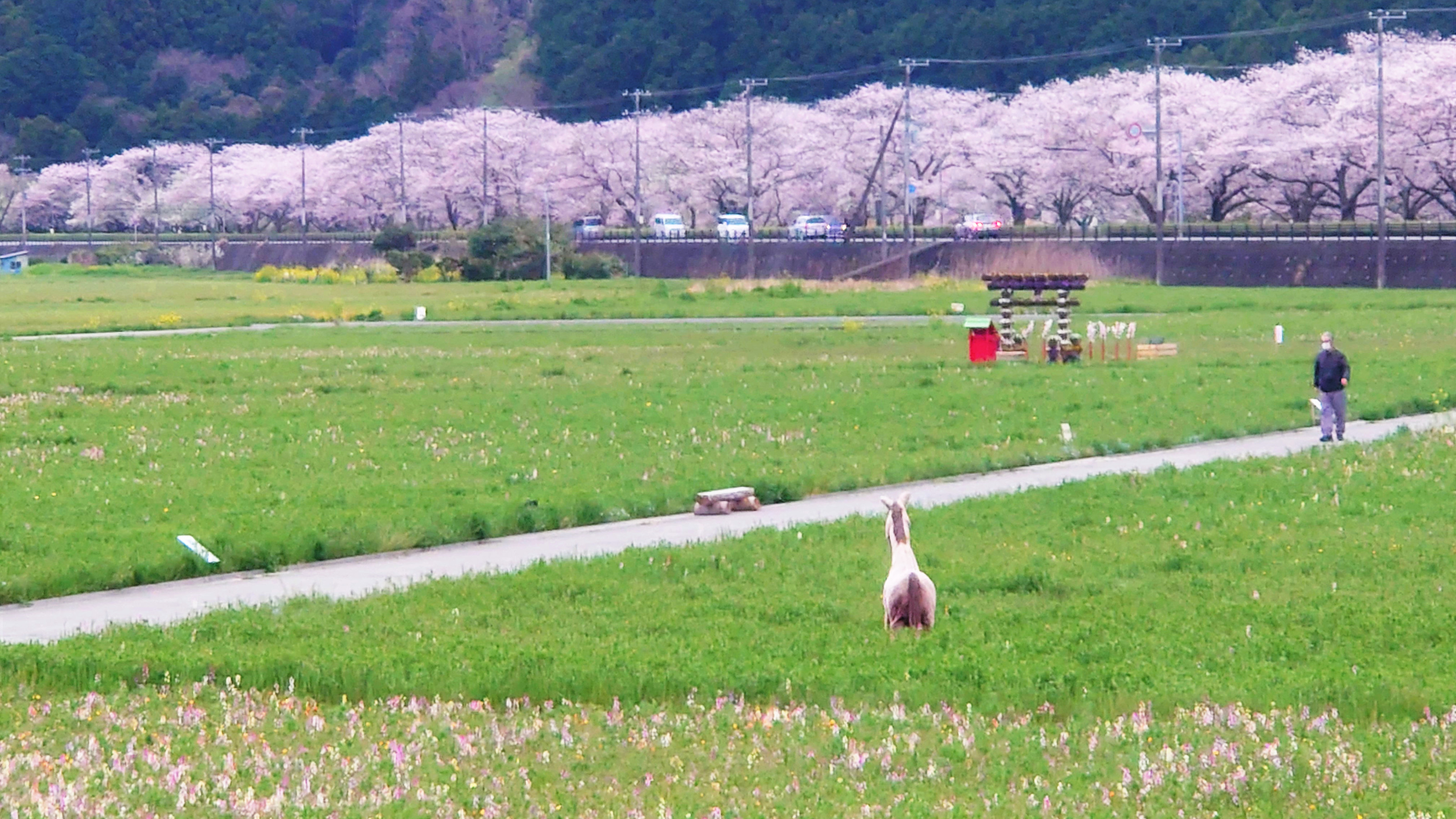 田んぼをつかった花畑