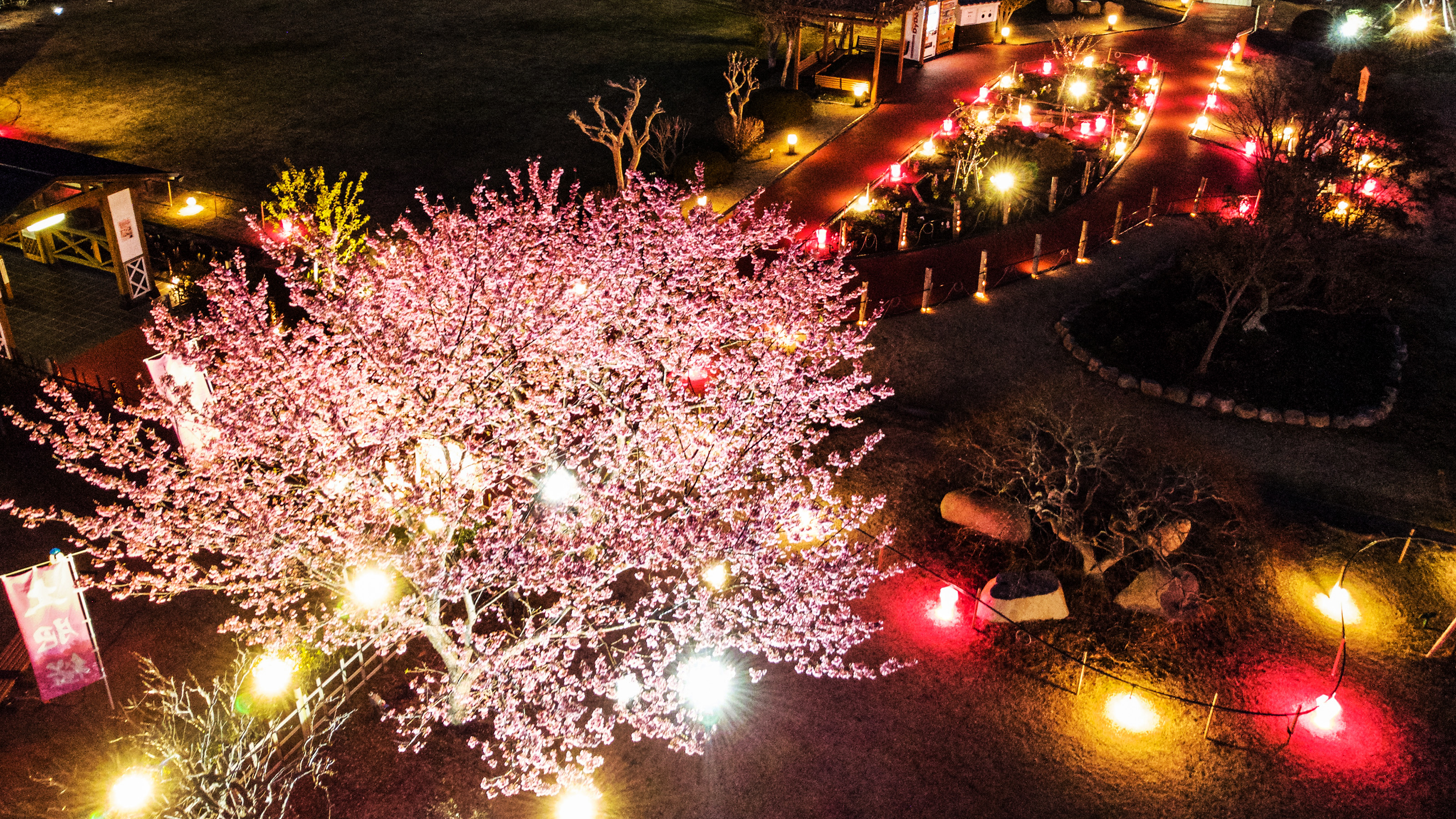 土肥夜桜