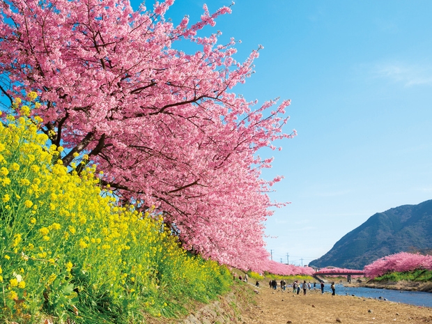 【早春おすすめ】河津桜まつり＆みなみ桜と菜の花まつり　1泊2食付きバイキング