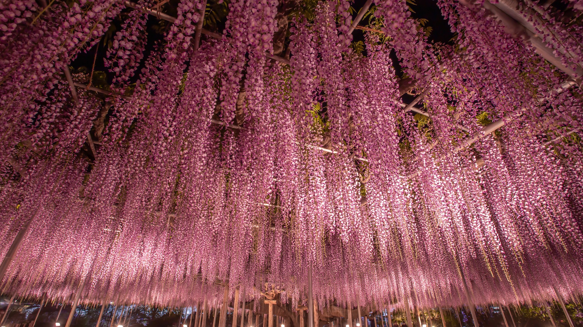 【当ホテルよりお車で約20分】光に包まれる幻想的な夜の藤〇日本夜景遺産