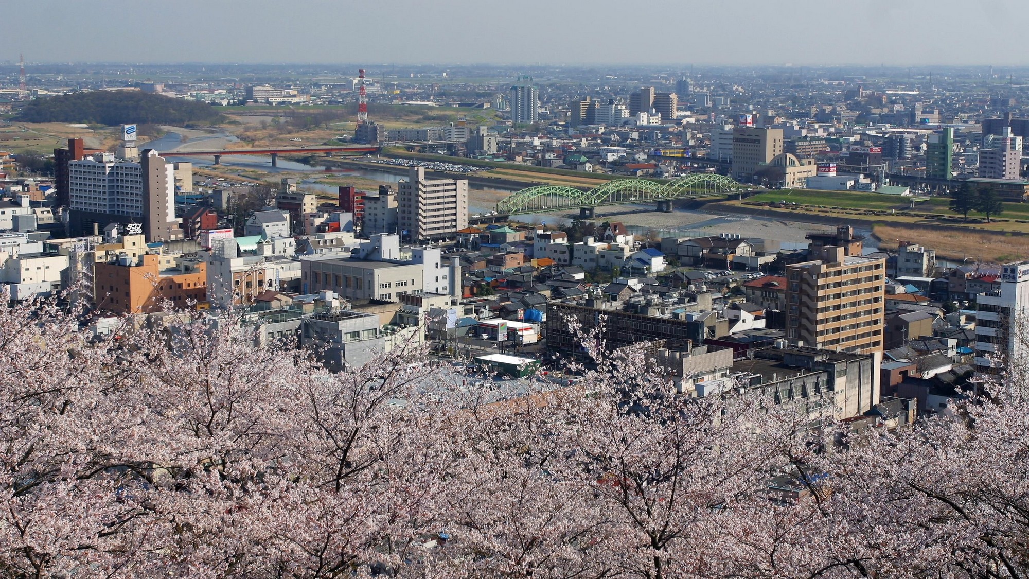 【織姫公園】満開の桜が織りなす幻想的な風景。春の足利で心癒されるひとときと絶景♪