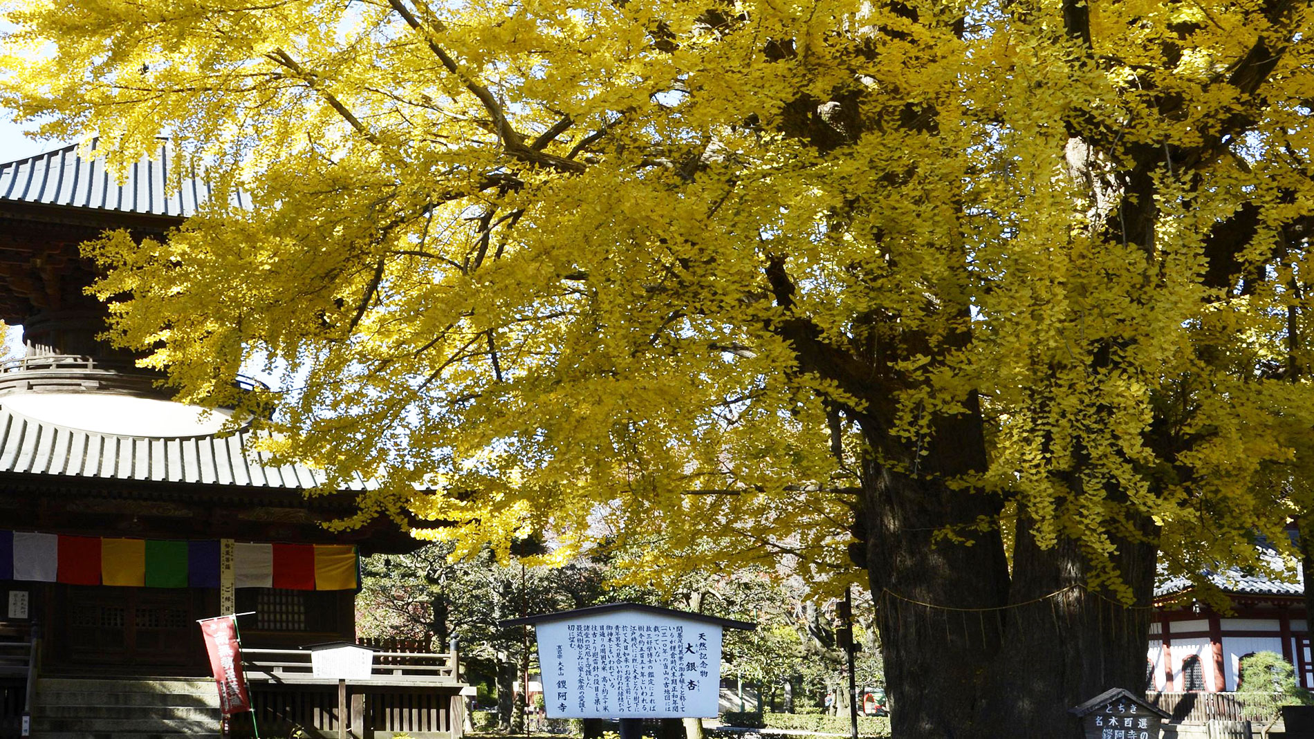 黄金色に輝く大銀杏が彩る国宝・鑁阿寺◆ホテル目の前に広がる秋の絶景と歴史の風情を満喫。