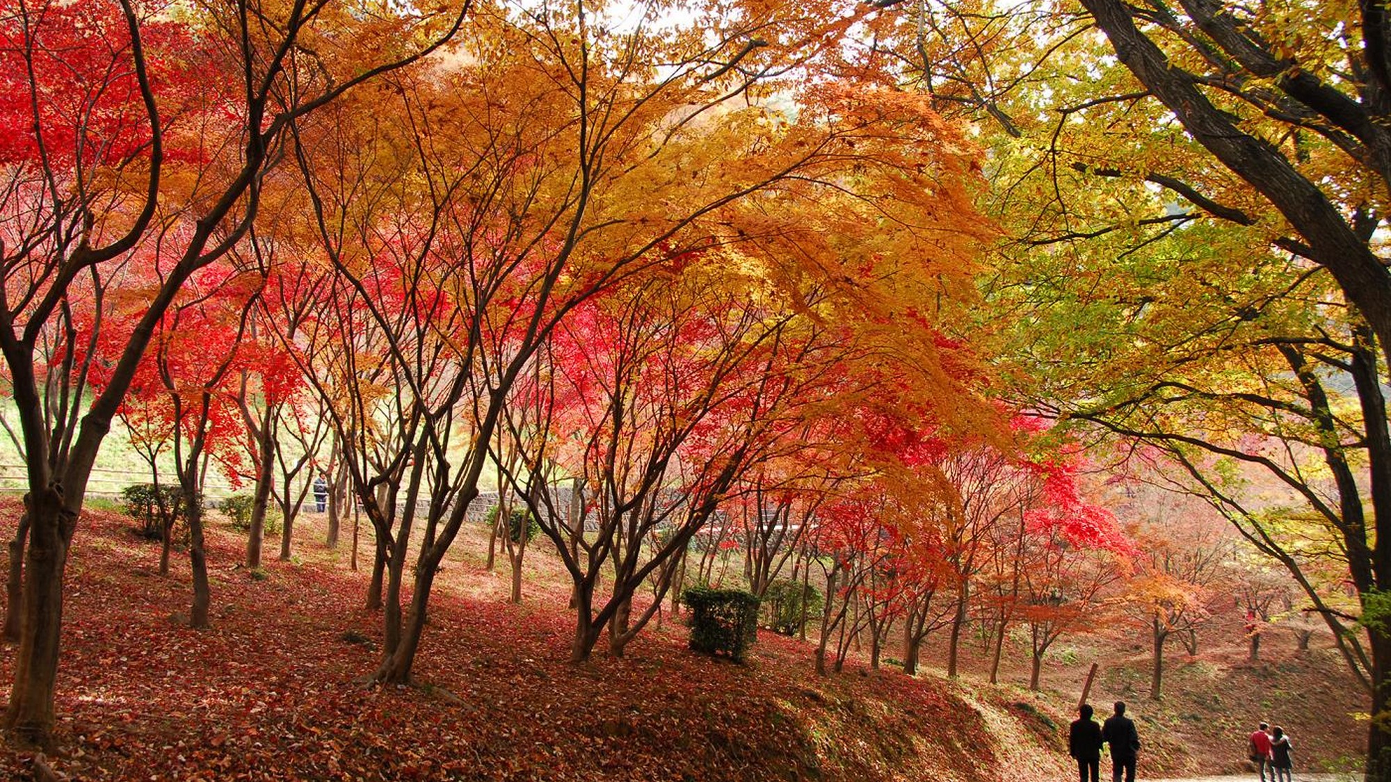 【織姫公園】黄金と朱色に染まるもみじ谷。秋の足利で楽しむ、心に残る絶景散歩。