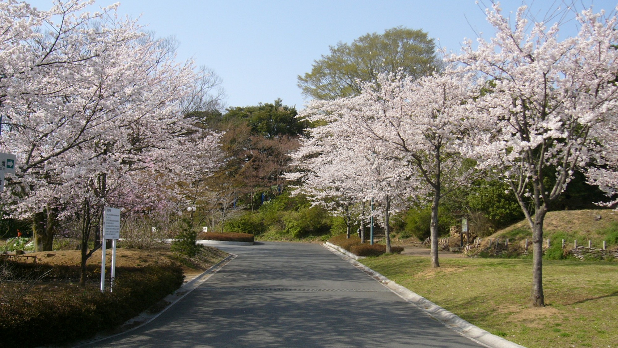 足利公園の桜並木が春風に揺れる。淡いピンクの花びらが舞う、美しい春の情景。