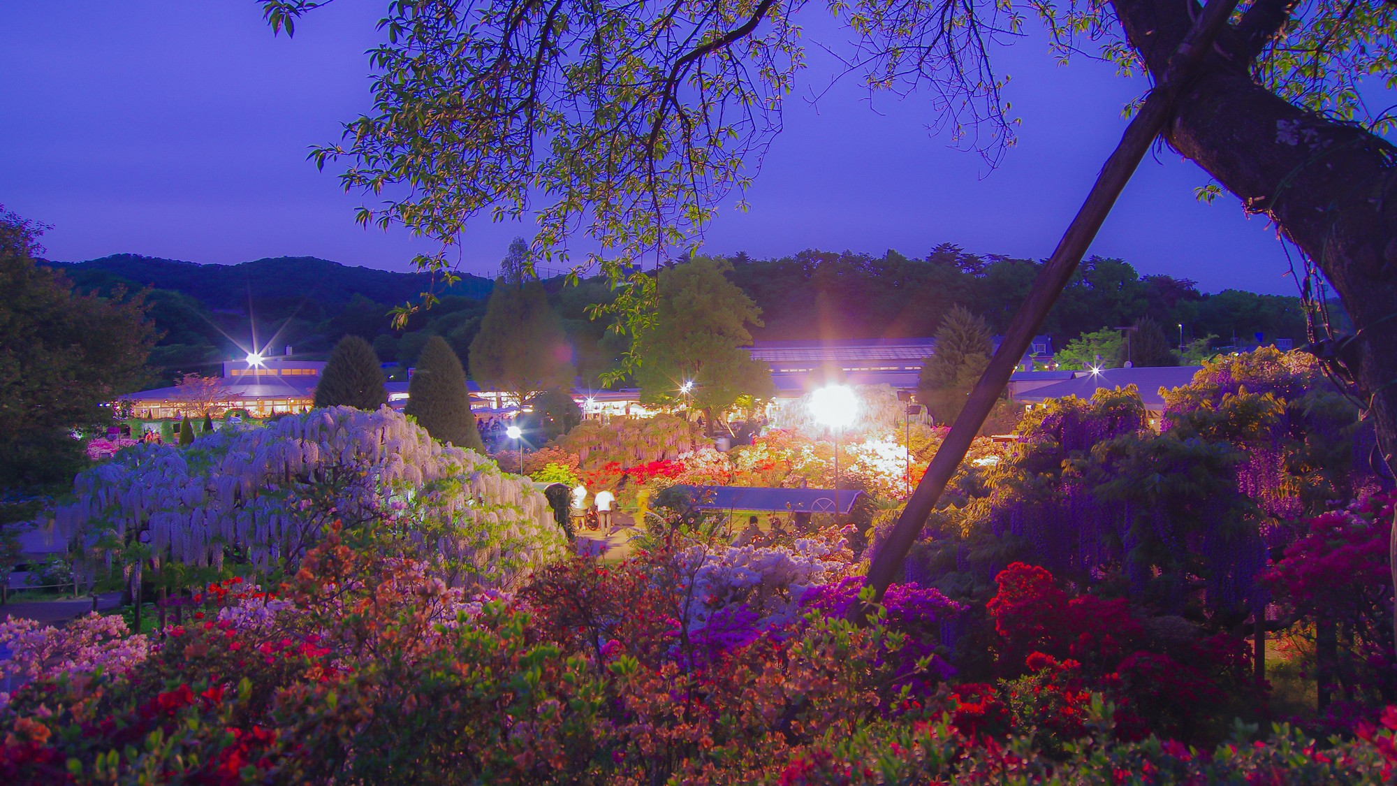【当ホテルよりお車で約20分】光に包まれる幻想的な夜の藤〇日本夜景遺産