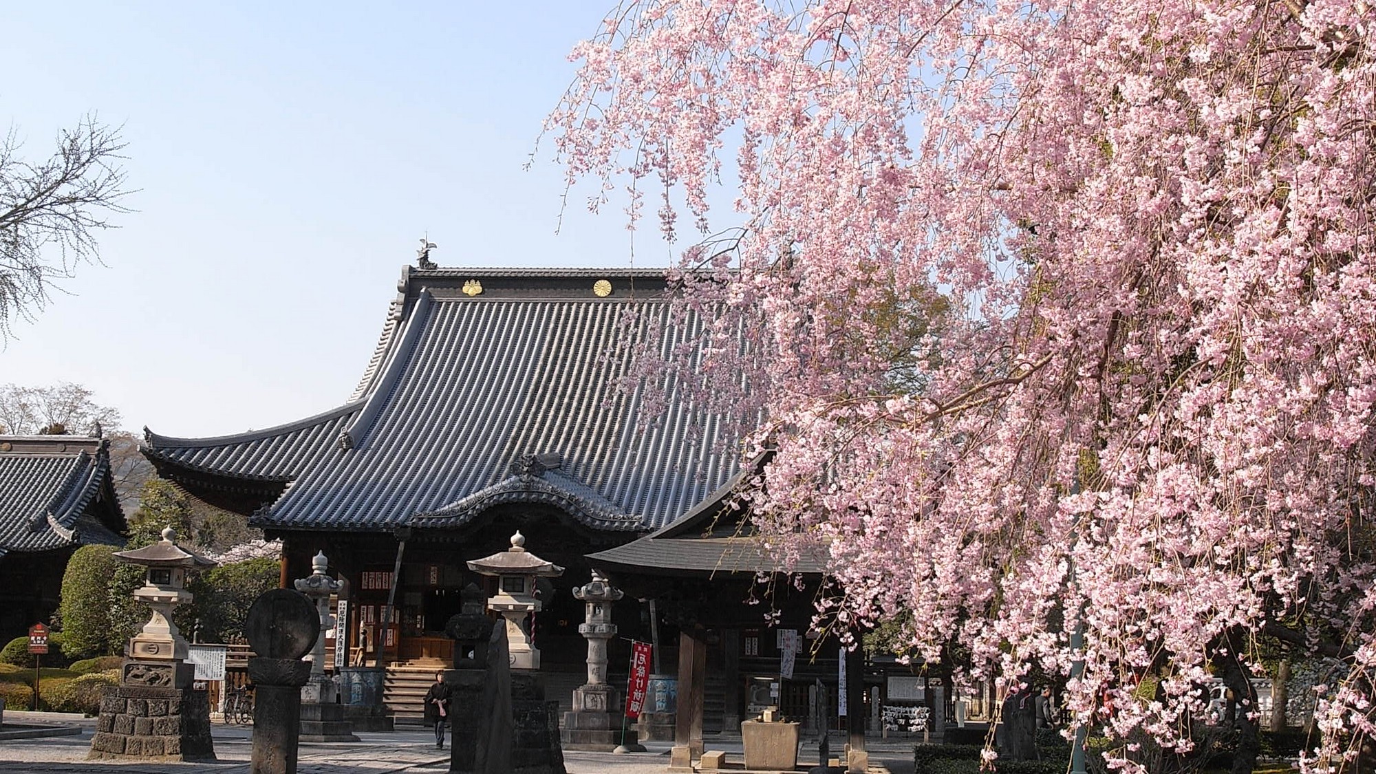 春爛漫〇国宝・鑁阿寺のしだれ桜が優雅に咲き誇り、歴史ある境内を淡いピンク色に彩ります。