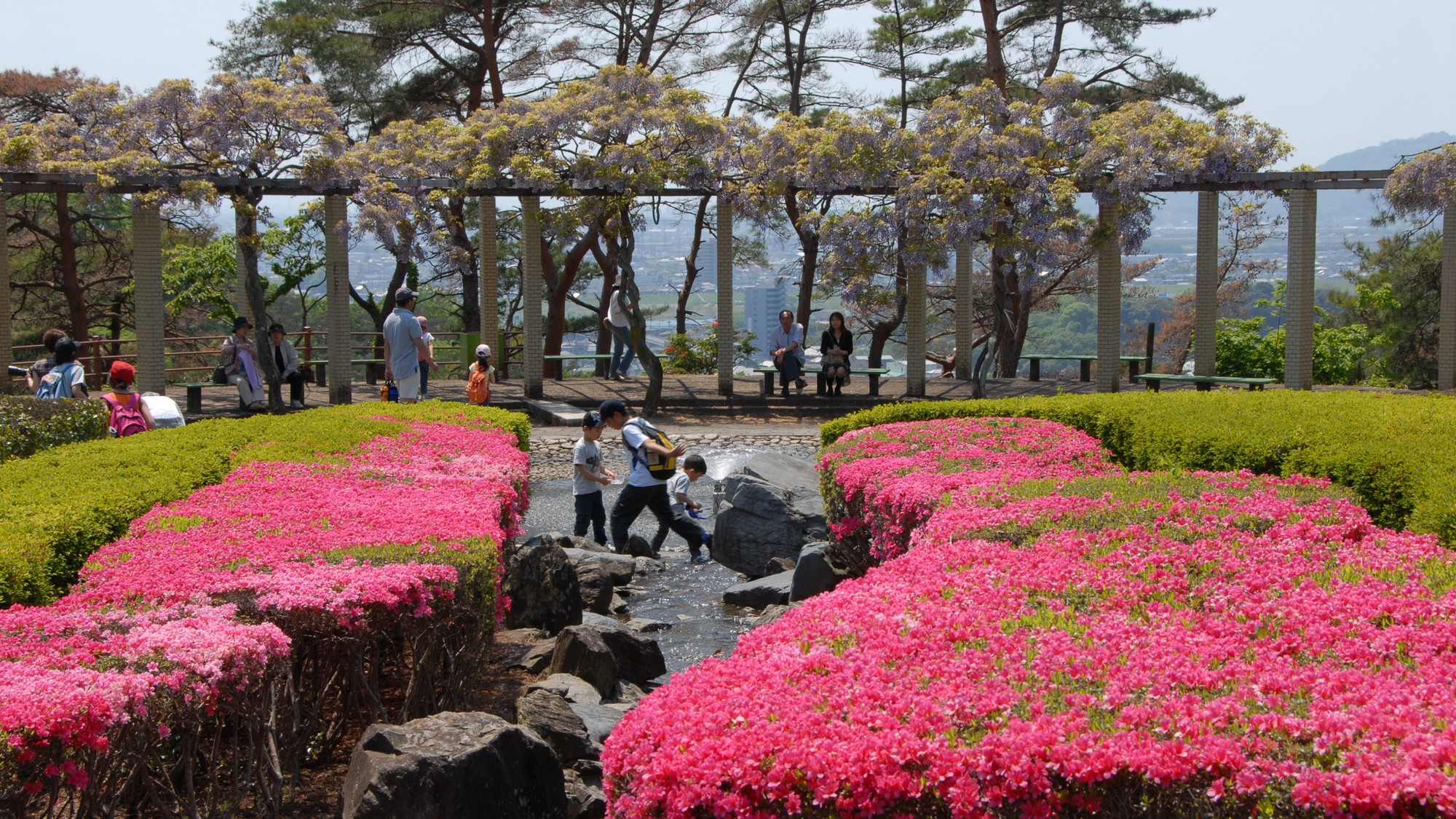 織姫公園のツツジが色鮮やかに咲き誇る。丘一面が華やぐ春の絶景。