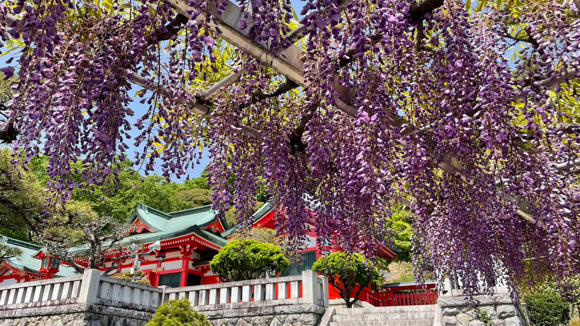 【藤の花と織姫神社】朱塗りの鮮やかな社殿と絶景が魅力。縁結び・開運のご利益にあやかる旅を♪