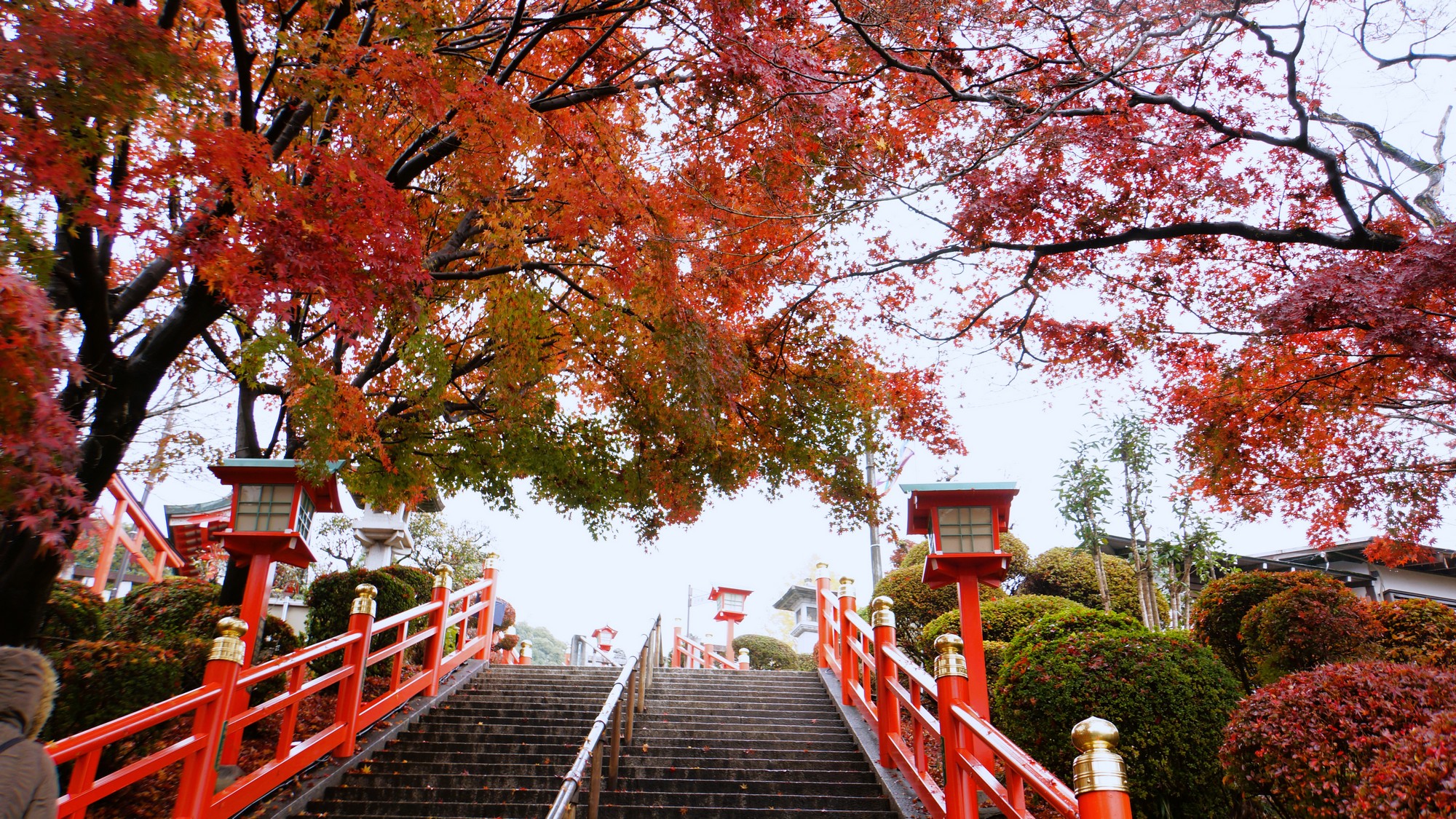 紅葉に彩られる織姫神社の登り坂◆燃えるような赤と黄金色の景色が、秋の訪れを美しく演出。