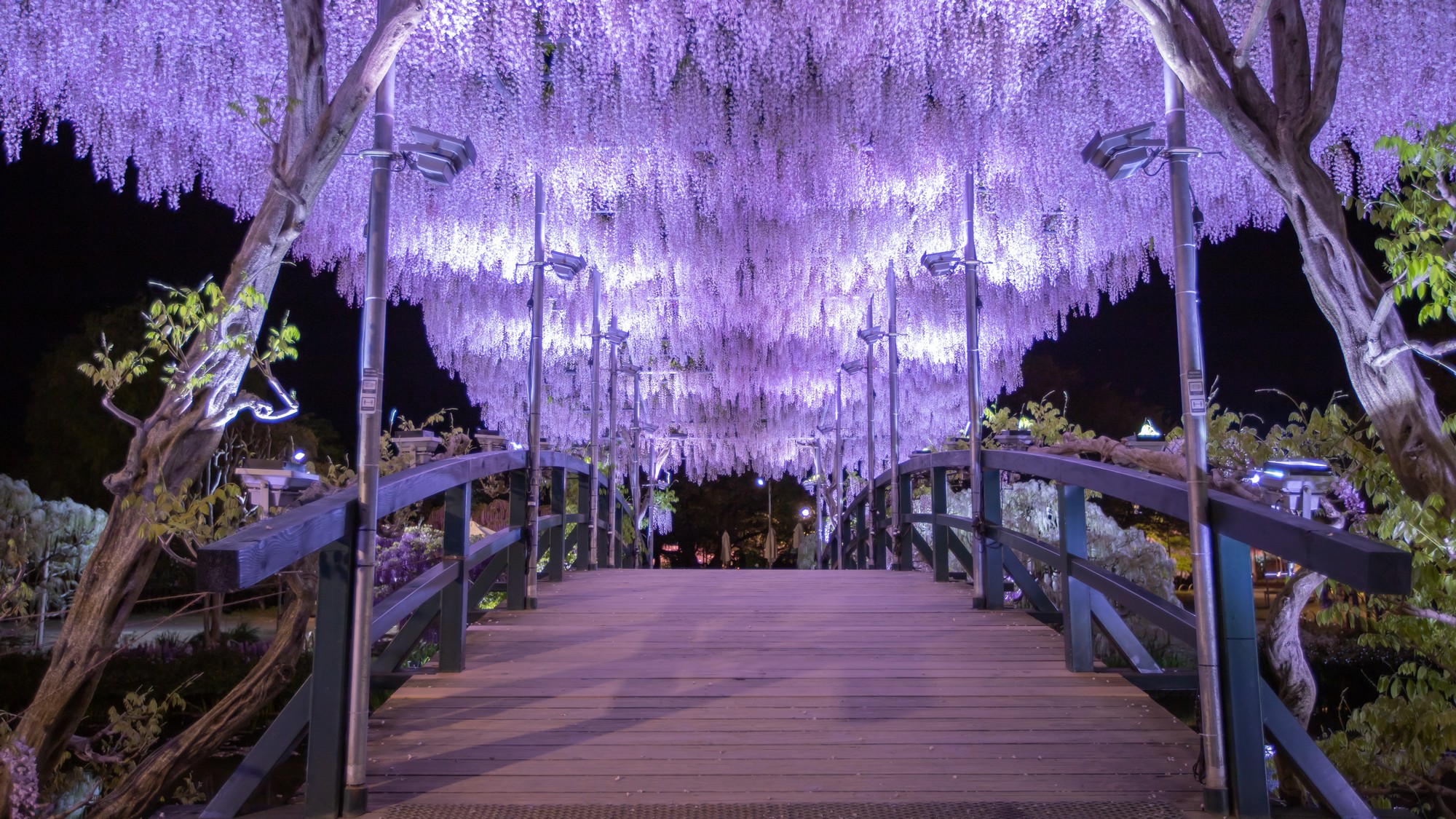 【日本夜景遺産】別世界に誘う、神秘的な夜の大藤＜当ホテルよりお車で約20分＞
