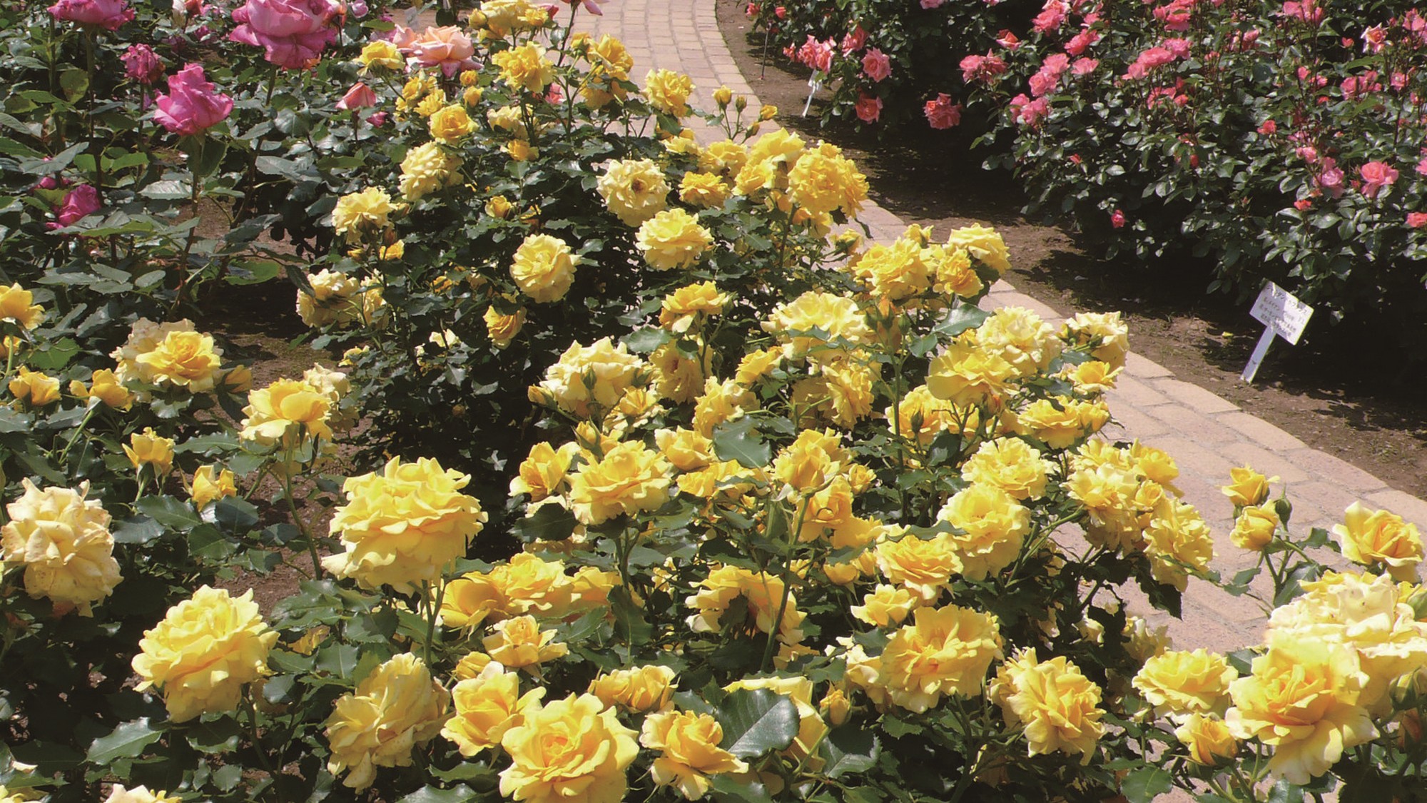 色とりどりのバラが華やぐ園内。優雅な香りと美しい花々に包まれる至福のひととき。