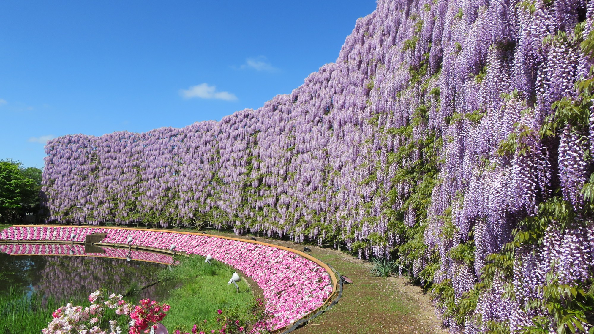【ふじのはな物語〇4/12～5/18】長さ80mもの白藤のトンネル、350本 以上の藤が咲き誇ります