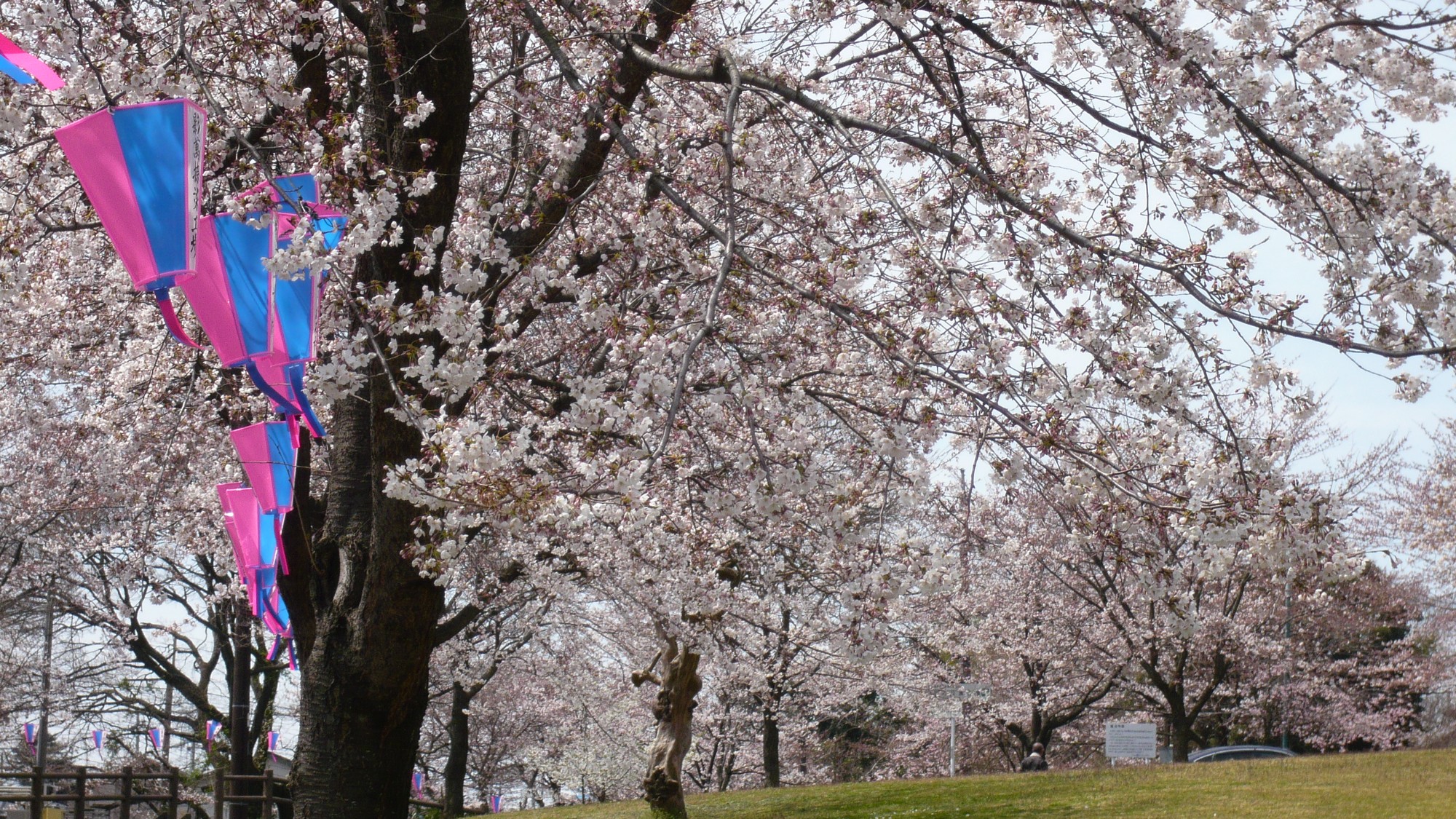 足利公園の桜が春を彩る。満開の花々が広がる景色に心奪われるひととき。