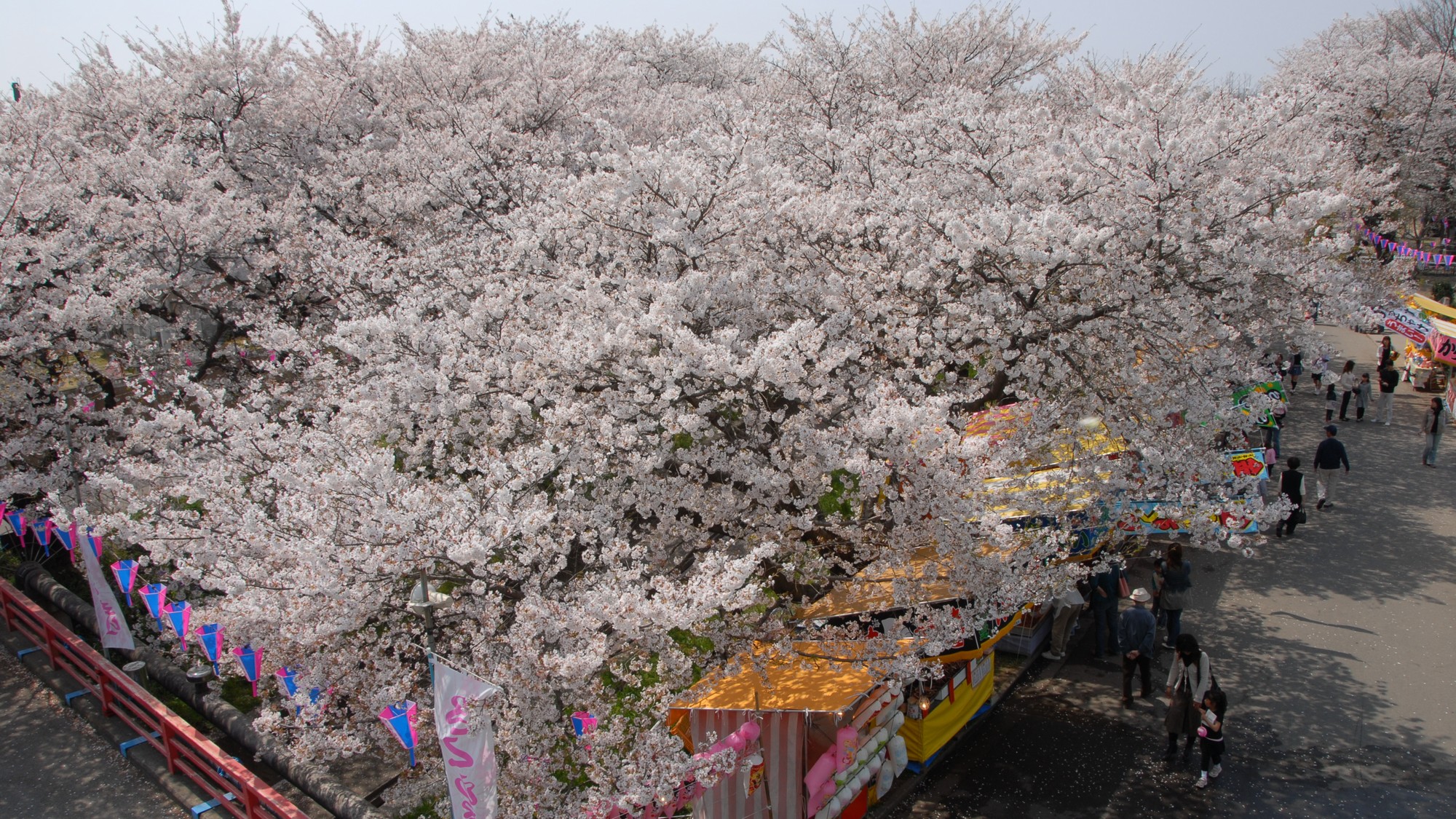 千歳袋川堤を彩る桜並木。穏やかな川面に映るピンクの花びらが、春の訪れを優しく告げる。